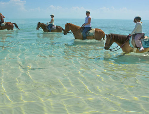 Horse Backriding