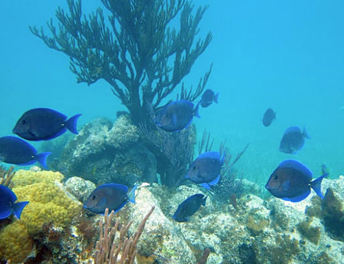 Snorkeling