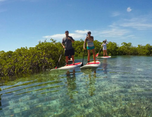 Stand Up Paddle (SUP)